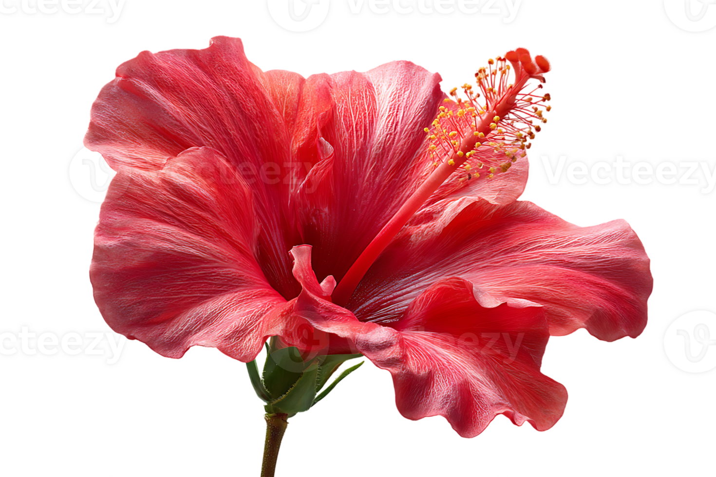 Isolated Red Hibiscus Flower with Detailed Petals and Transparent Background Format Image png
