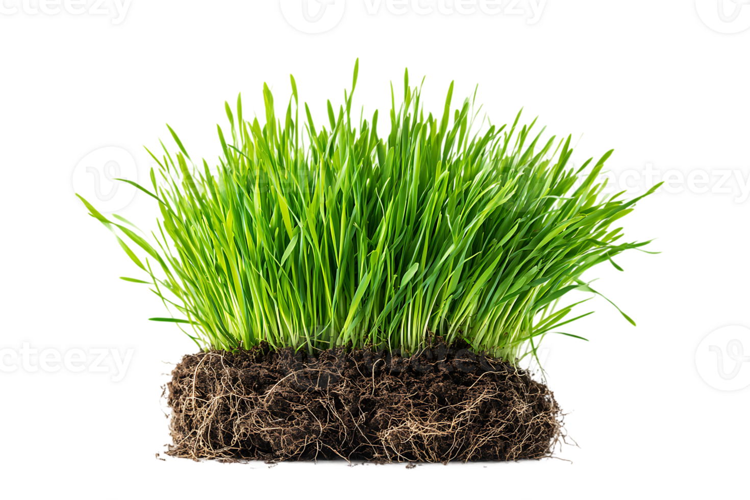 Green Grass Turf Isolated on Transparent Background Close Up Showing Root System png