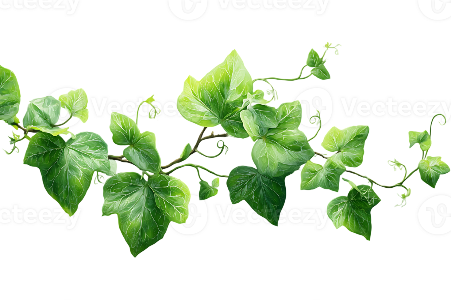 Green Ivy Vine with Transparent Background Isolated Decorative Plant Element Image png