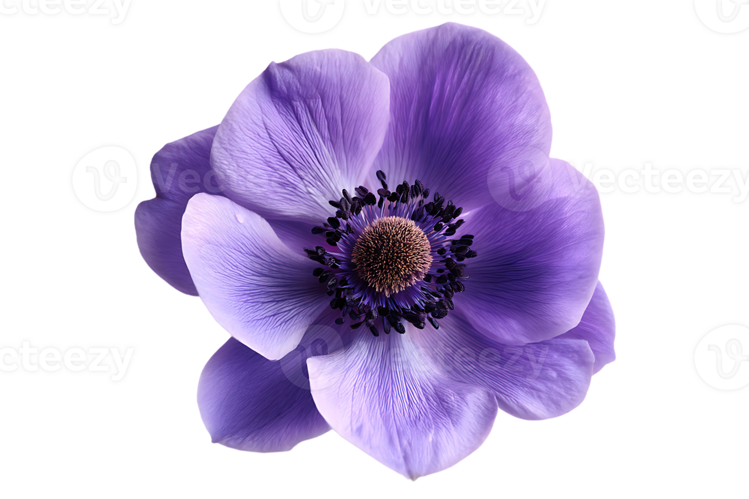 Isolated Single Violet Anemone Flower Image Transparent Background Floral Botanical Photography png