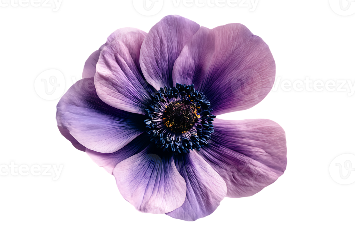 Elegant Single Anemone Flower with Purple and Pink Petals Isolated on Transparent Background png