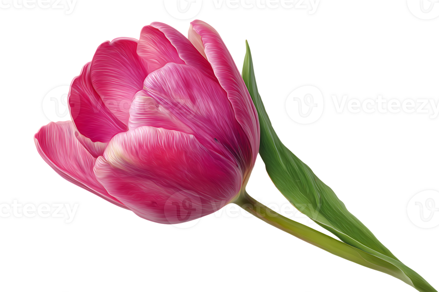 Beautiful Pink Tulip Isolated on Transparent Background Perfect for Graphic Design Projects png