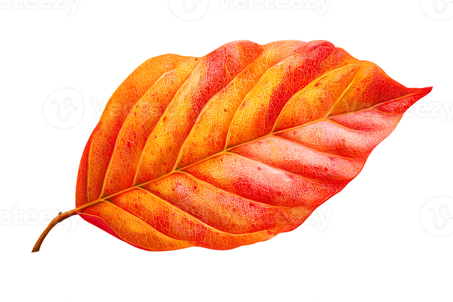 Isolated Red and Orange Autumn Leaf Fall Season Color Change Natural Texture png