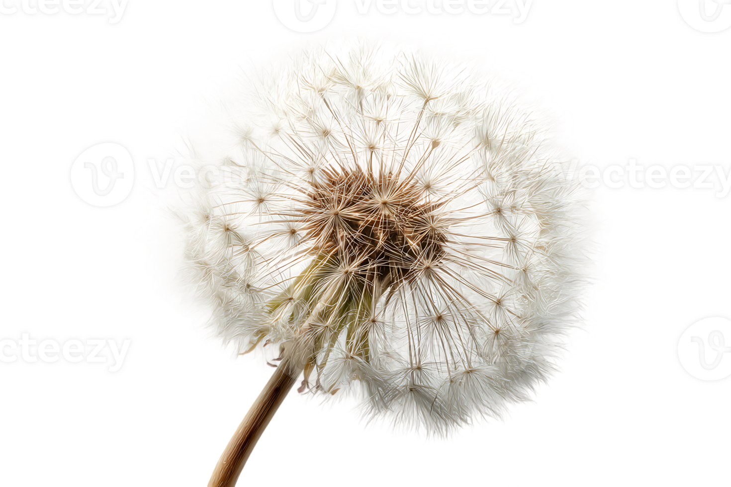 Close Up of Dandelion Seed Head on Transparent Background Isolated in Format png