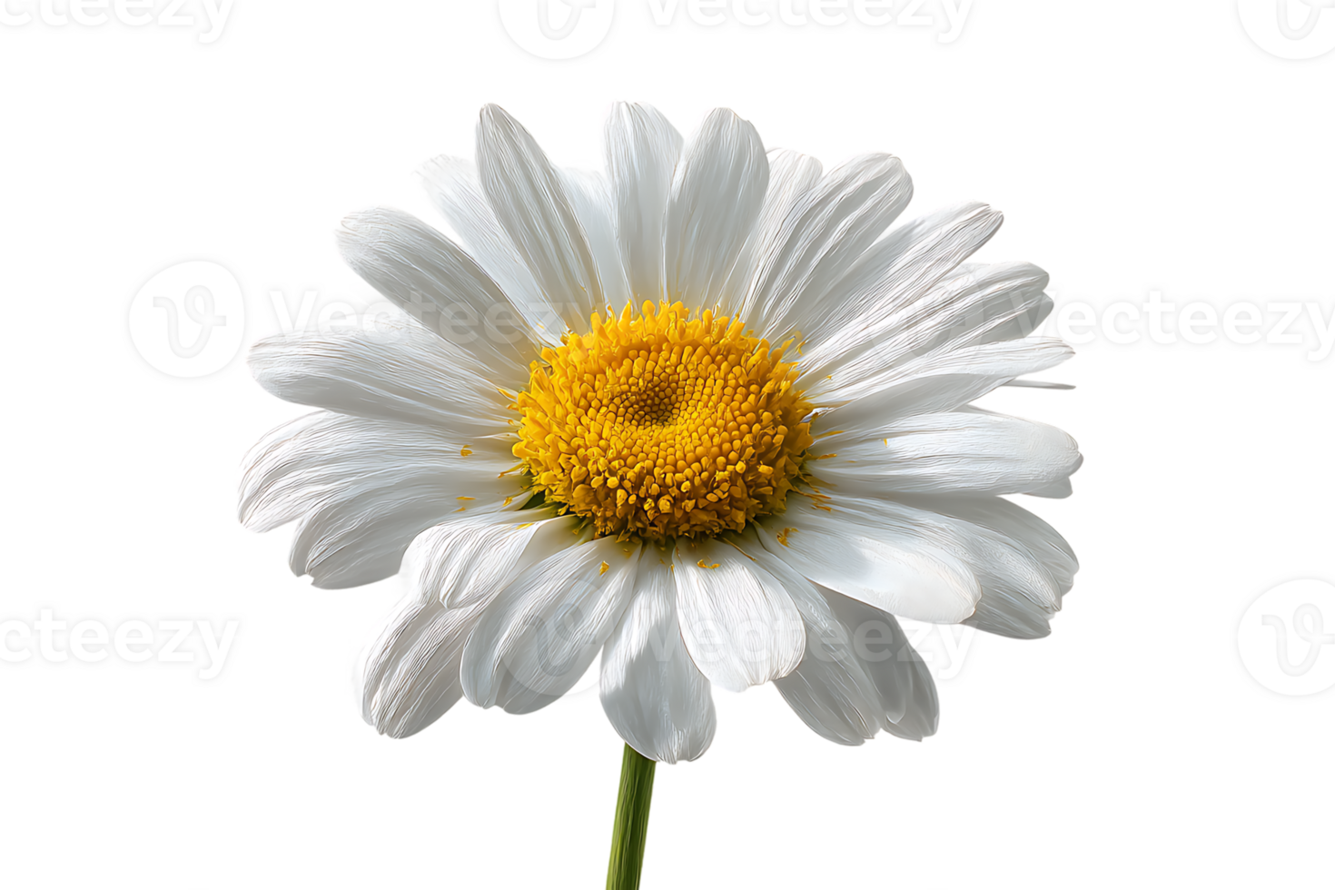 A Wonderful White Daisy Flower Isolated With Transparent Background In Format png