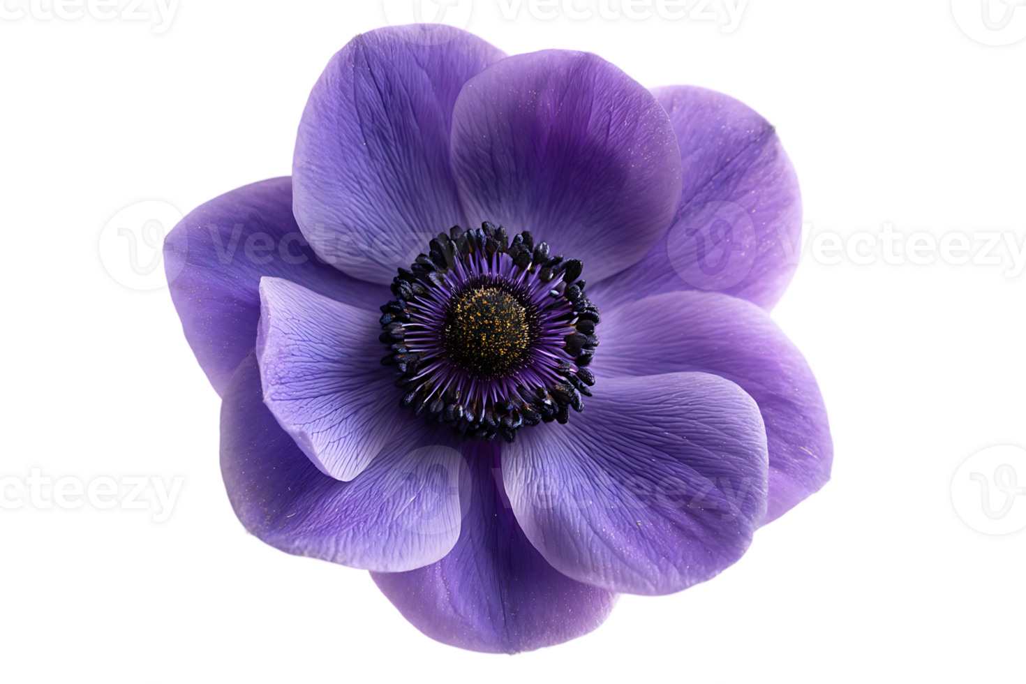 Elegant Purple Flower with Transparent Background Isolated on White for Designers png