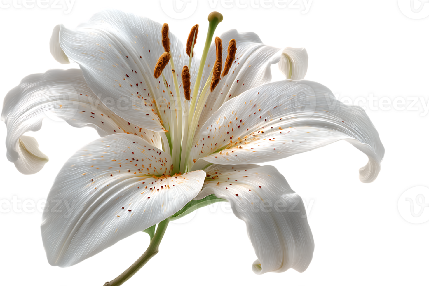 White Lily Bloom Petals with Transparent Background for Graphic Design and Art png