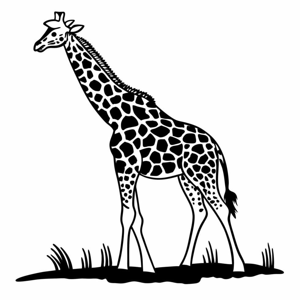 Giraffe standing in the grass with a black and white outline vector