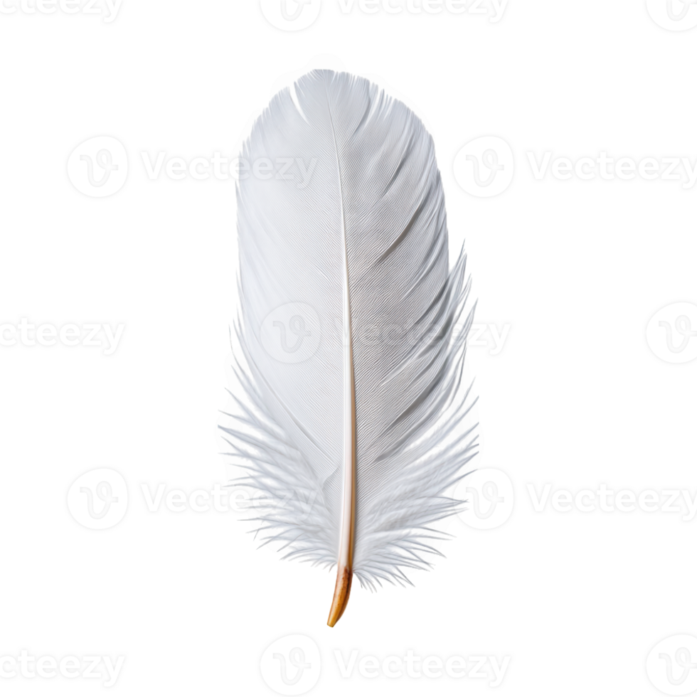 Natural feather isolated on transparent background png