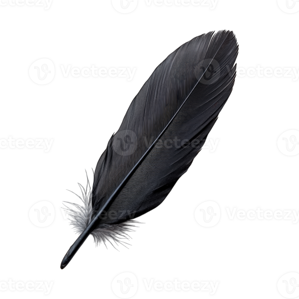 White feather with detailed veins isolated png