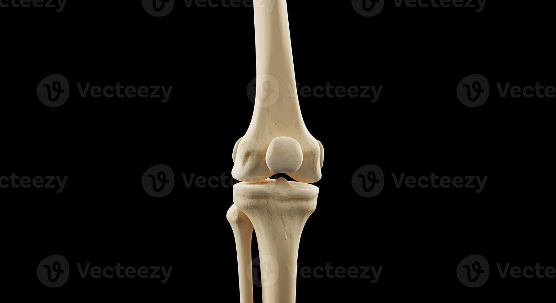 A detailed 3d rendering of a human knee joint, isolated on a black backdrop. photo