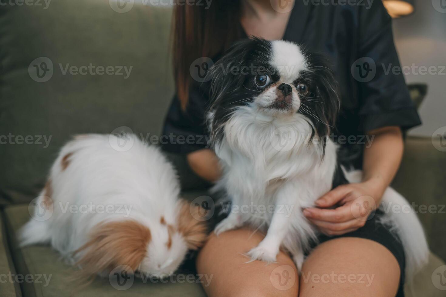 woman on couch interacting with two dog, in a cozy home environment concept of pet care, home decor, lifestyle blogs photo