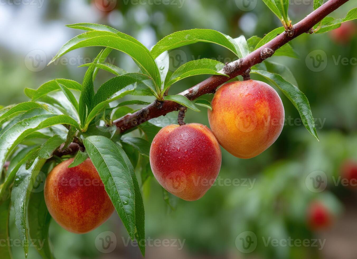 Peaches on a tree photo