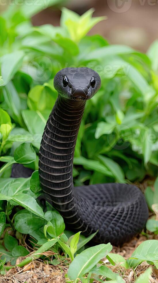 A black snake with its mouth open in the grass photo