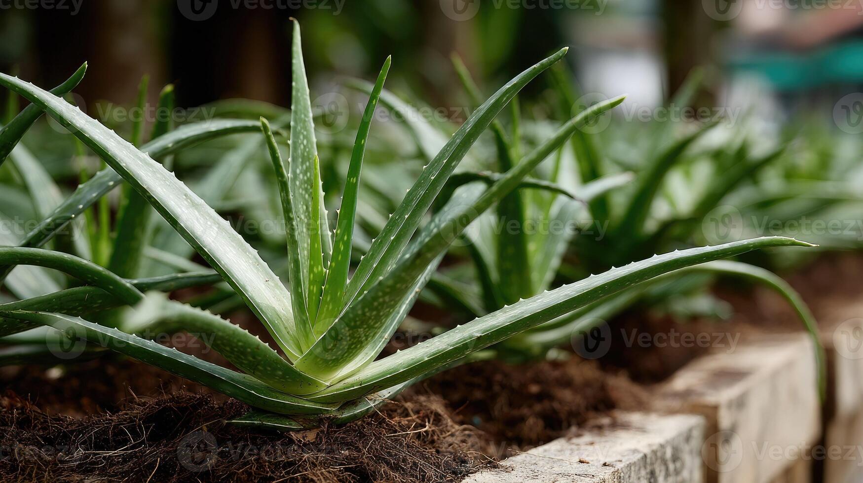 Aloe vera plants growing in a wooden planter photo