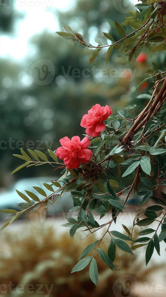 A red flower on a tree branch photo