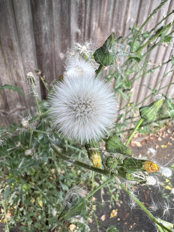 Macro Shot of False Dandelion Basal Rosette with Wooden Fence Background. Detailed botanical view photo