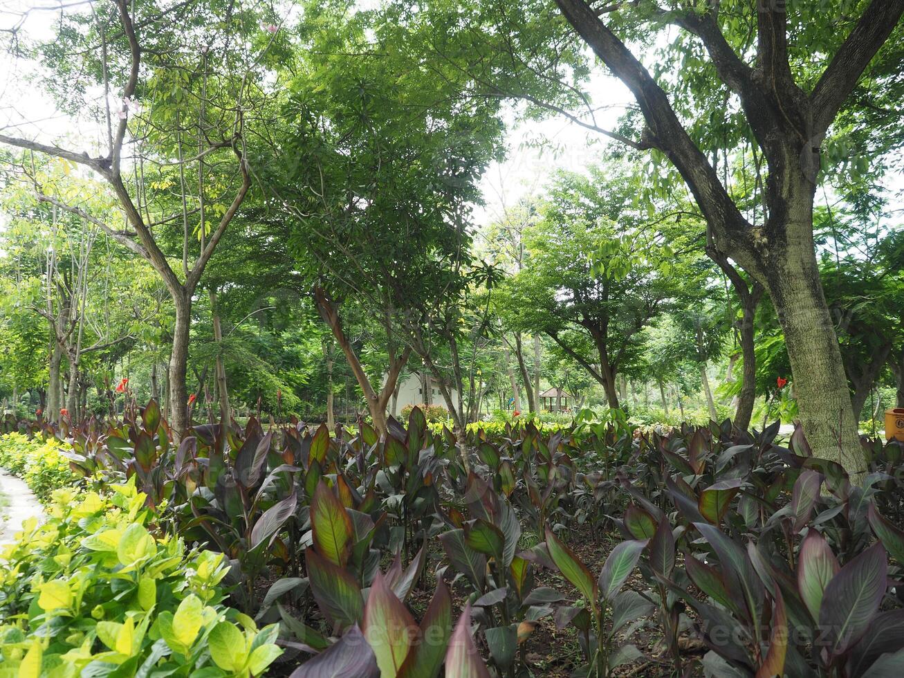 Canna Lily Field in The Garden photo