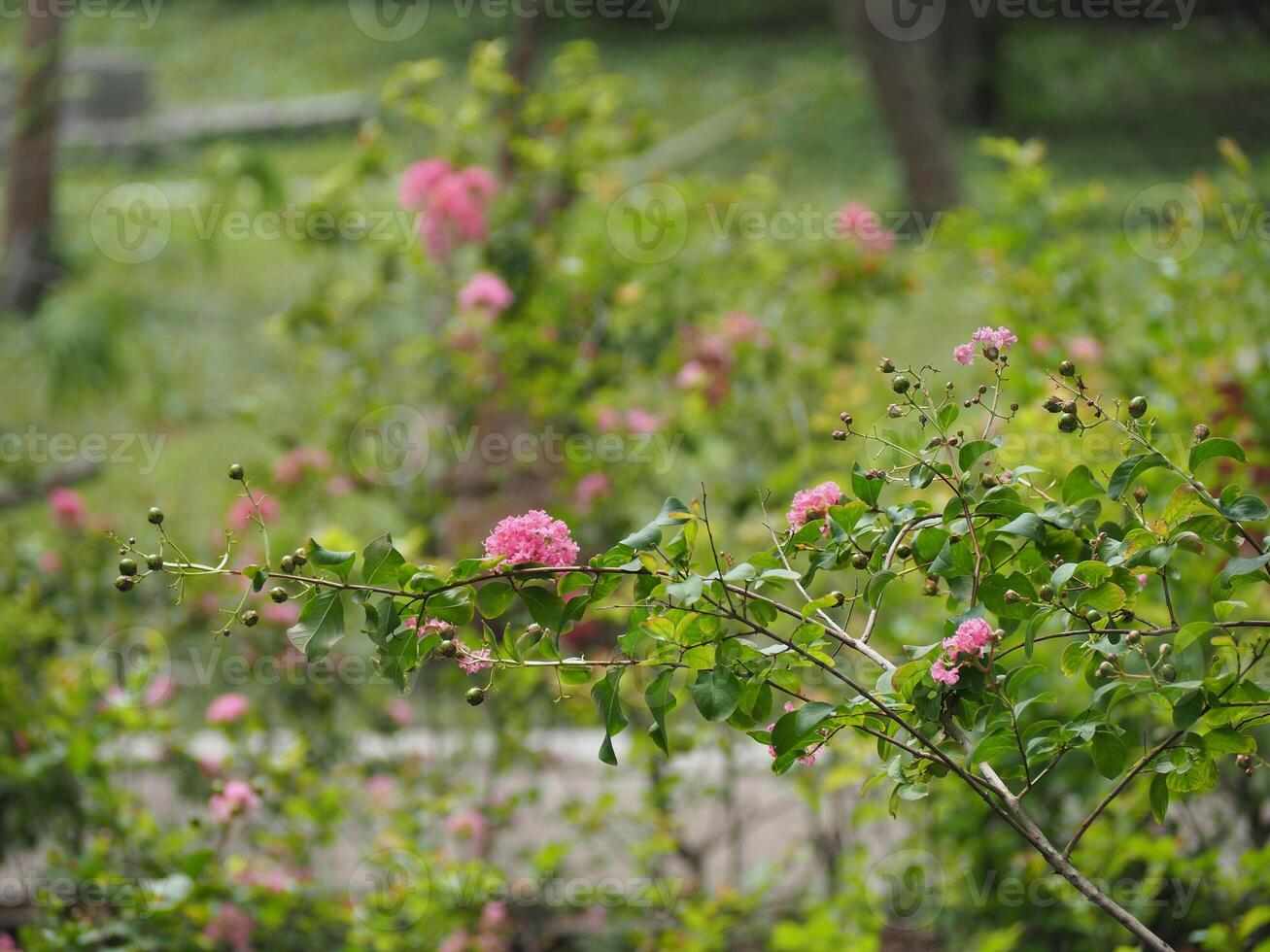 Beautiful Pink Crape Myrtle with Blurred Background photo