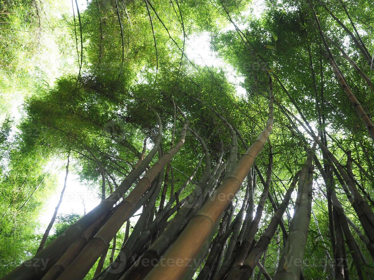 Towering Bamboo Tree from Below photo