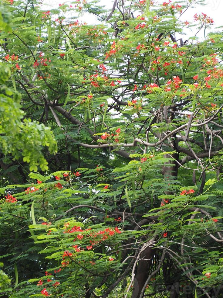 Beautiful Flame of The Forest Tree photo