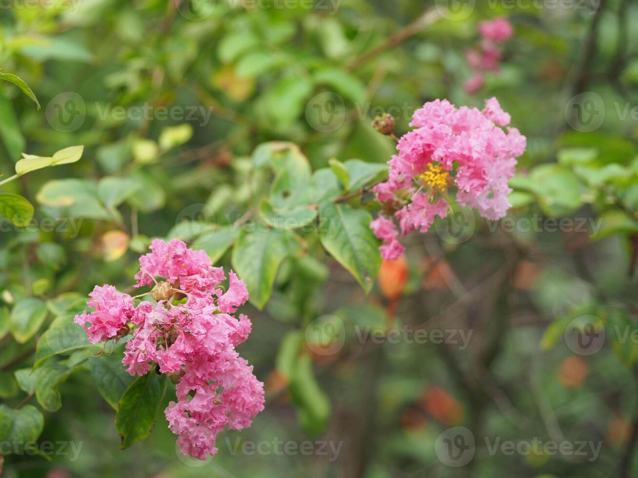 Close up Image of Beautiful Pink Crape Myrtle photo