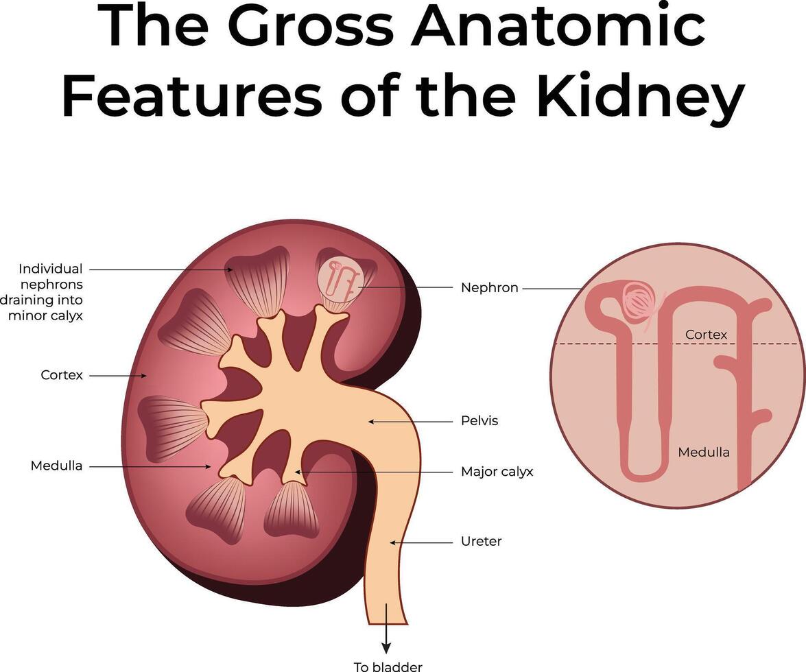 Gross Anatomical Features of the Kidney Illustration vector
