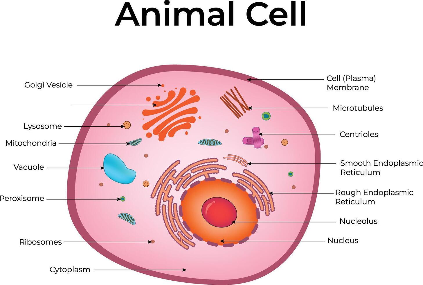 Animal Cell Structure Diagram Design Illustration vector