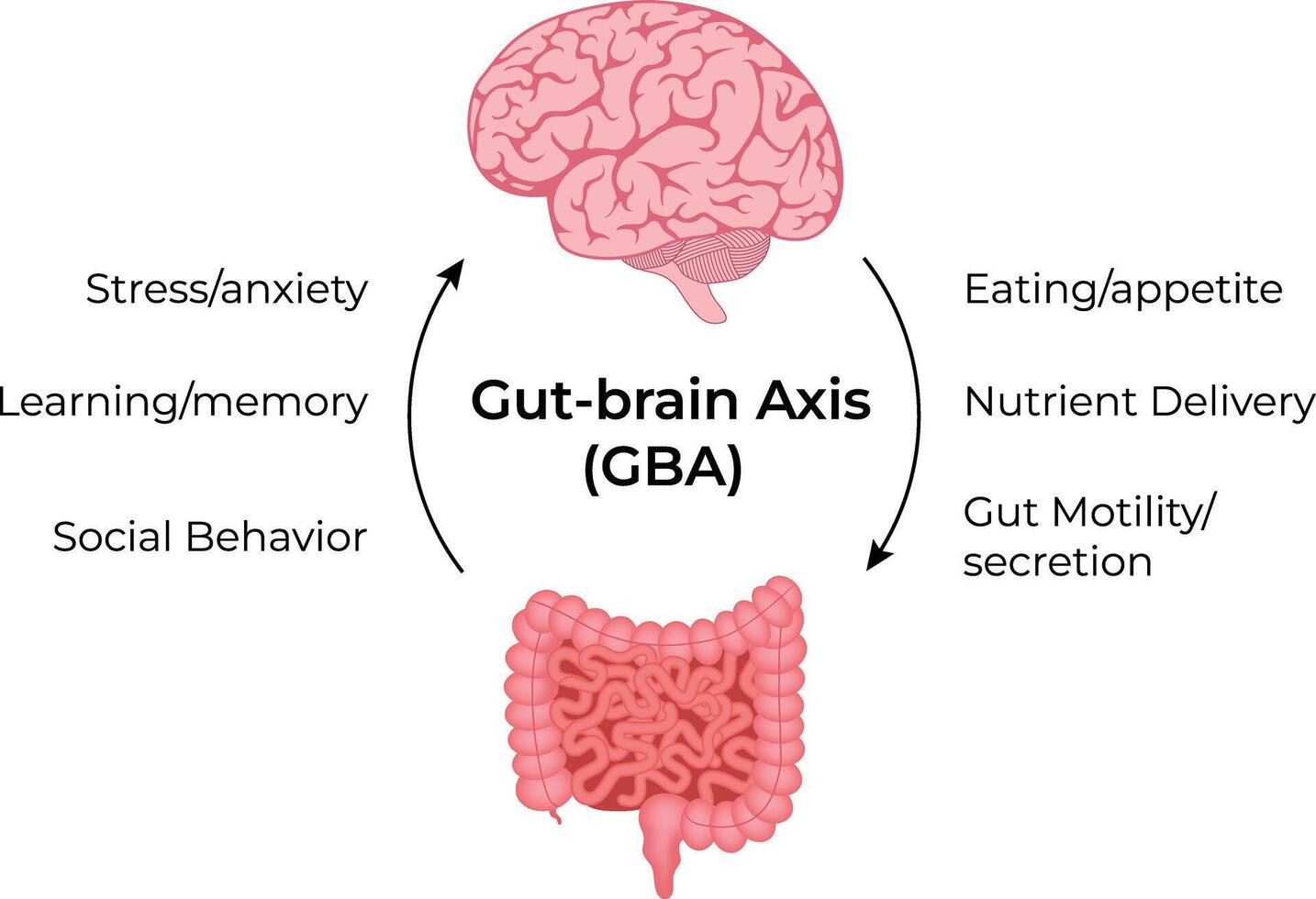 The GutBrain Axis and its Impact on Health Design Illustration vector