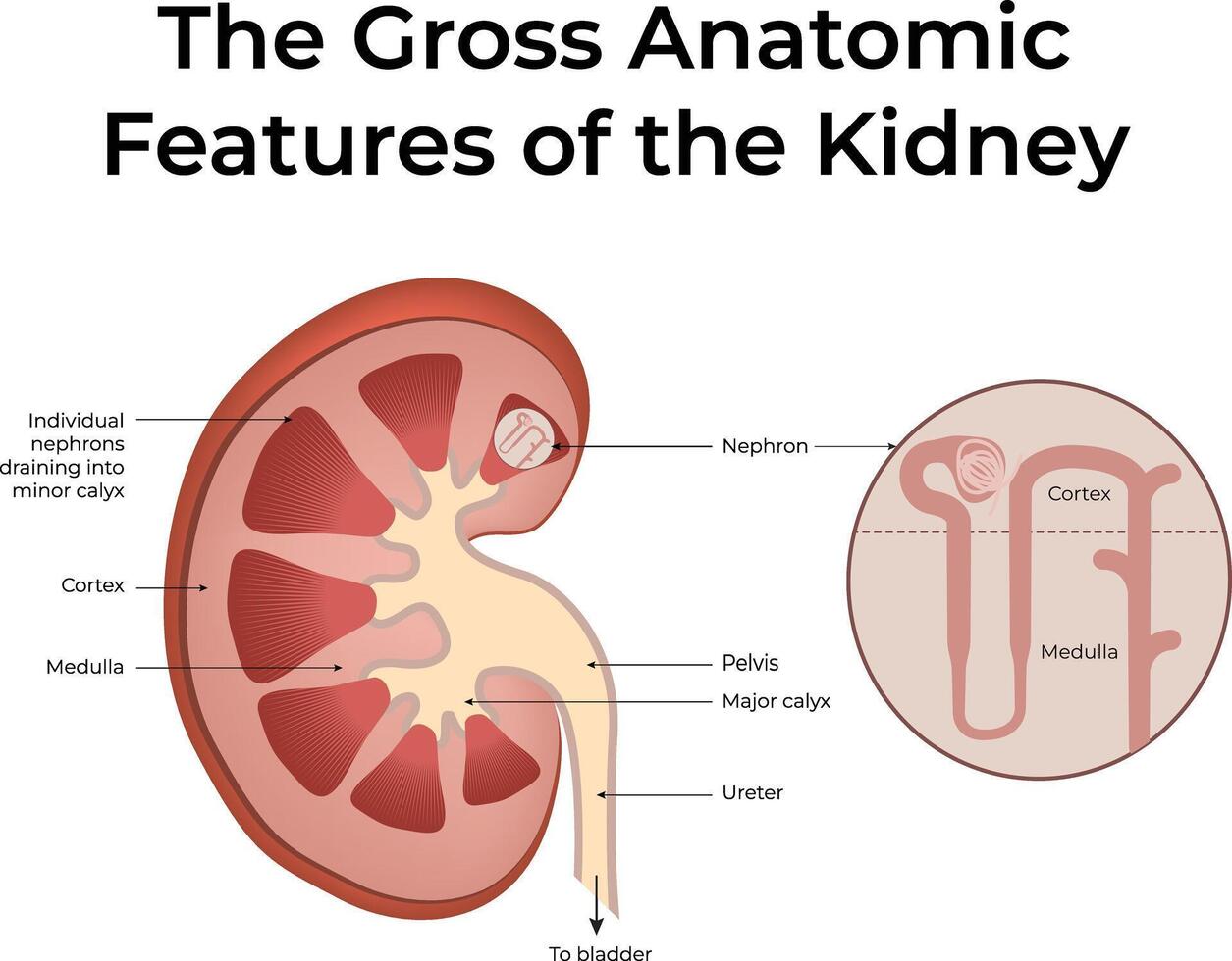 Gross Anatomical Features of the Kidney Design Illustration vector