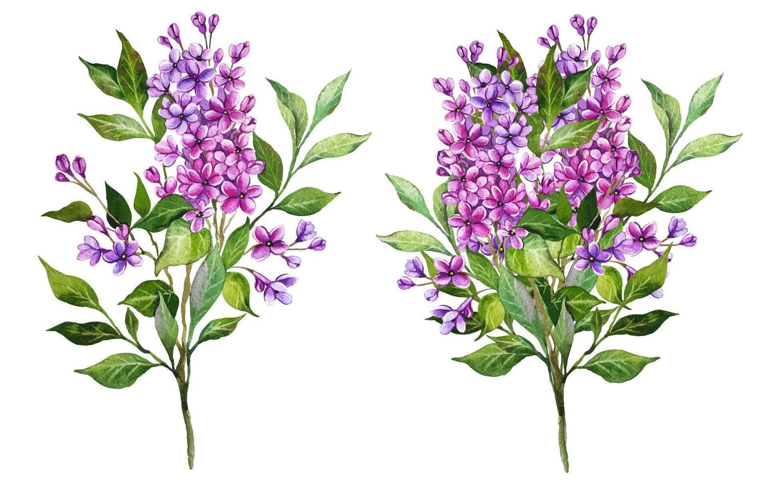 Lilac Bouquet Watercolor Illustration. Hand Drawn Lilac Branches on white vector