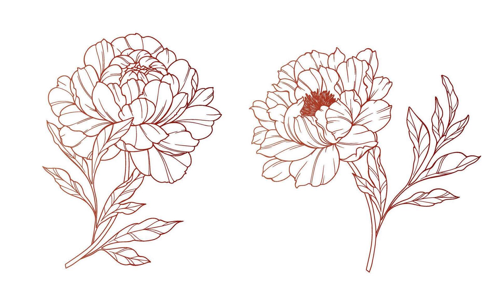 Peony Line Art Drawings. Trendy floral peony bouquets and flowers. Botanical Line Drawing Peony Collection. Hand drawn line art peony flowers. Luxury Line Floral Art. Peony Outline vector