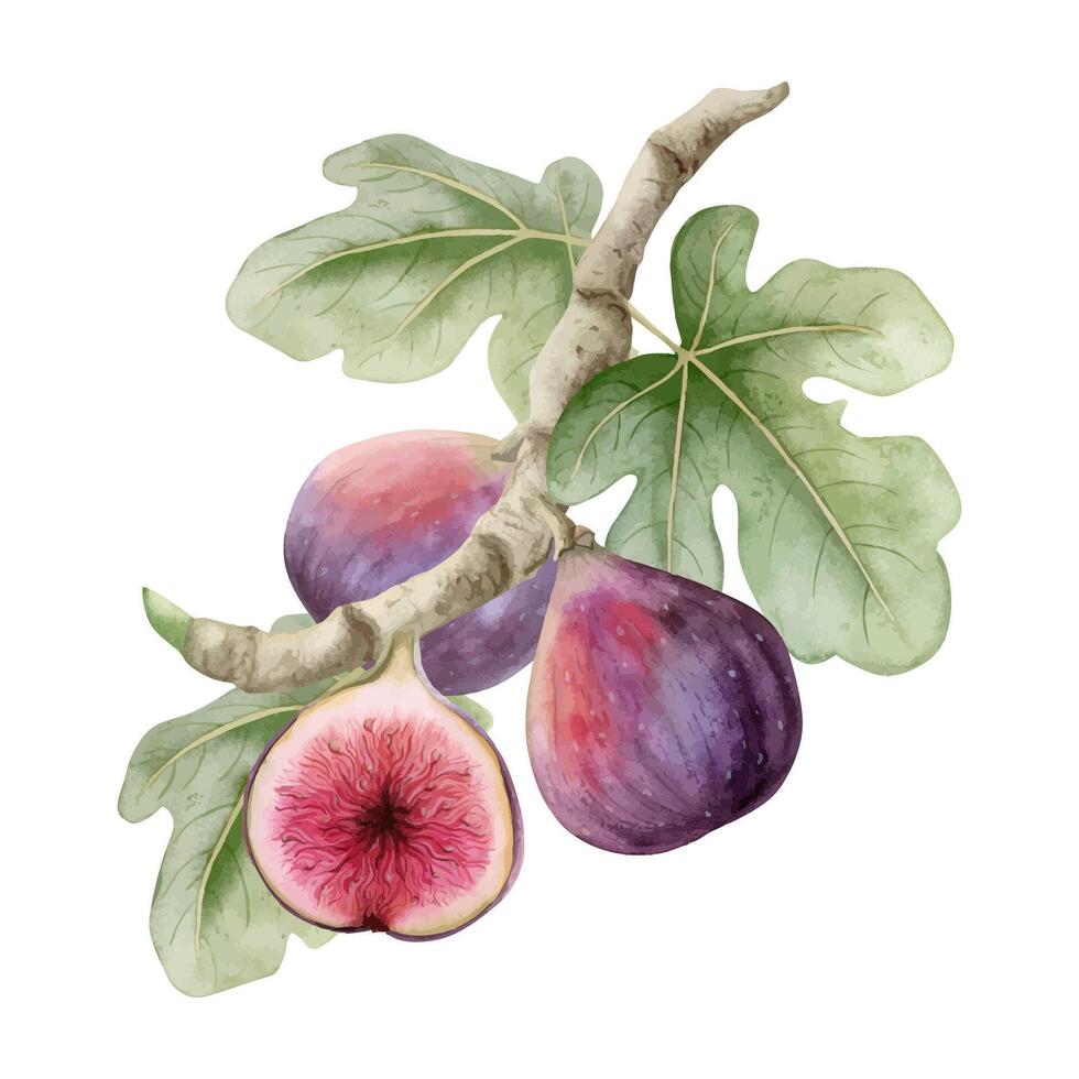 Watercolor figs growing on tree branch with green leaves hand drawn illustration isolated on white. Ripe purple fruits vector