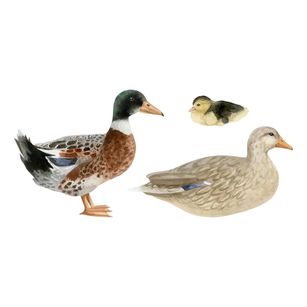 Duck family with duckling watercolor illustration set. Hand drawn realistic waterfowl male and female mallard birds. Wildlife avian clipart for countryside designs vector