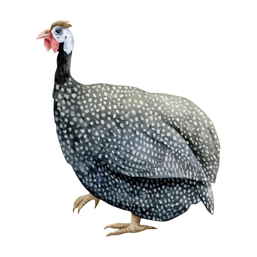 Watercolor spotted guinea fowl illustration. Farm poultry yard bird with black feathers and spots. Funny and cute African domestic animal clipart vector