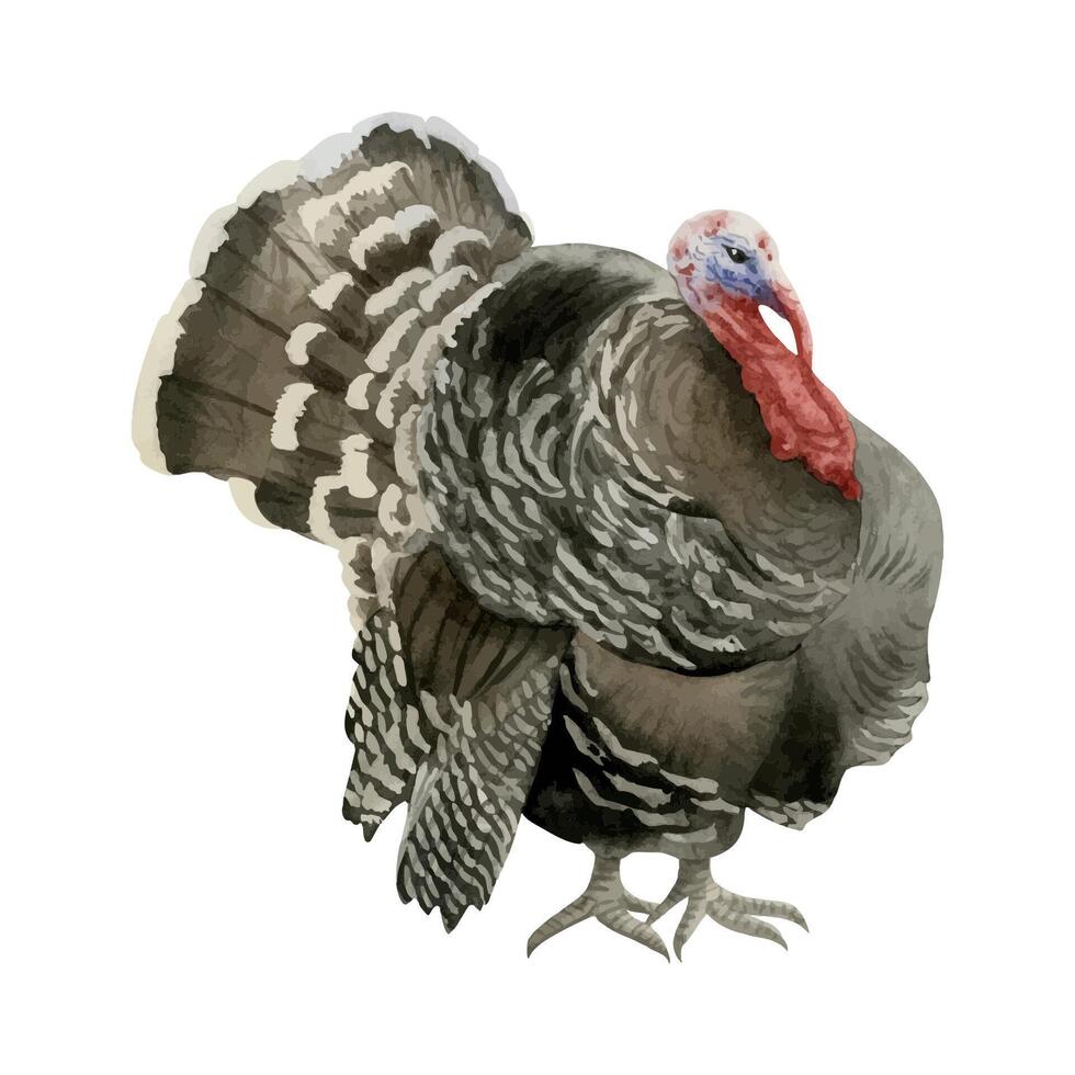 Black brown turkey watercolor illustration. Realistic farm bird for Thanksgiving and fall designs. North American farm animal clipart, domestic male fowl vector