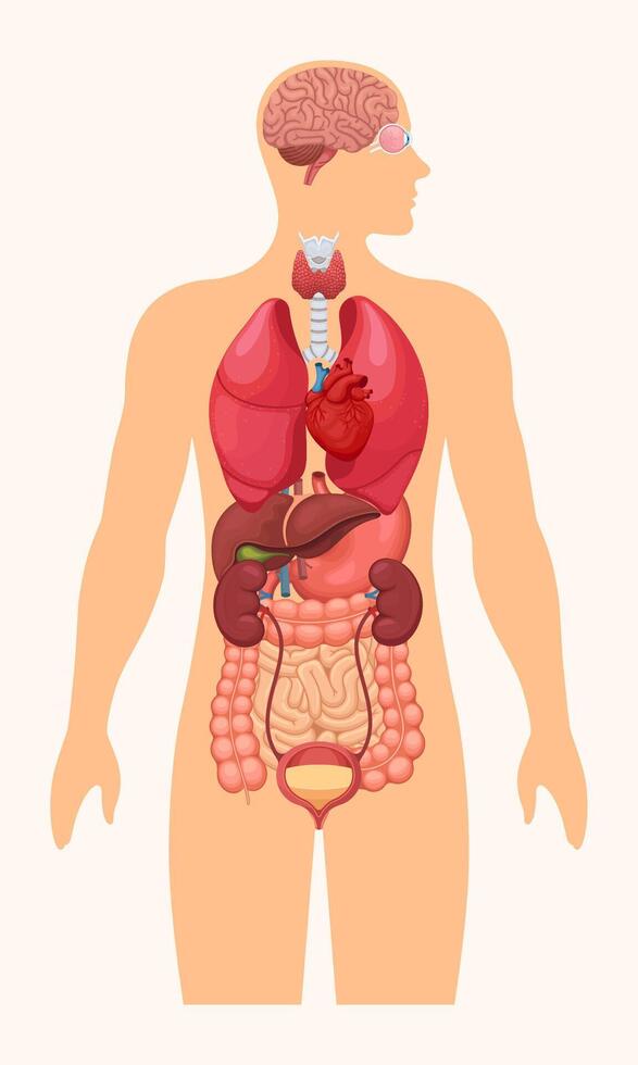 Human body internal organs. Anatomy system poster with brain, heart, lungs, liver, kidneys, and eye. Illustration vector