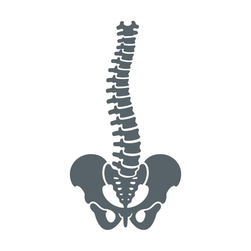 Vertebrae Anatomy Illustration vector