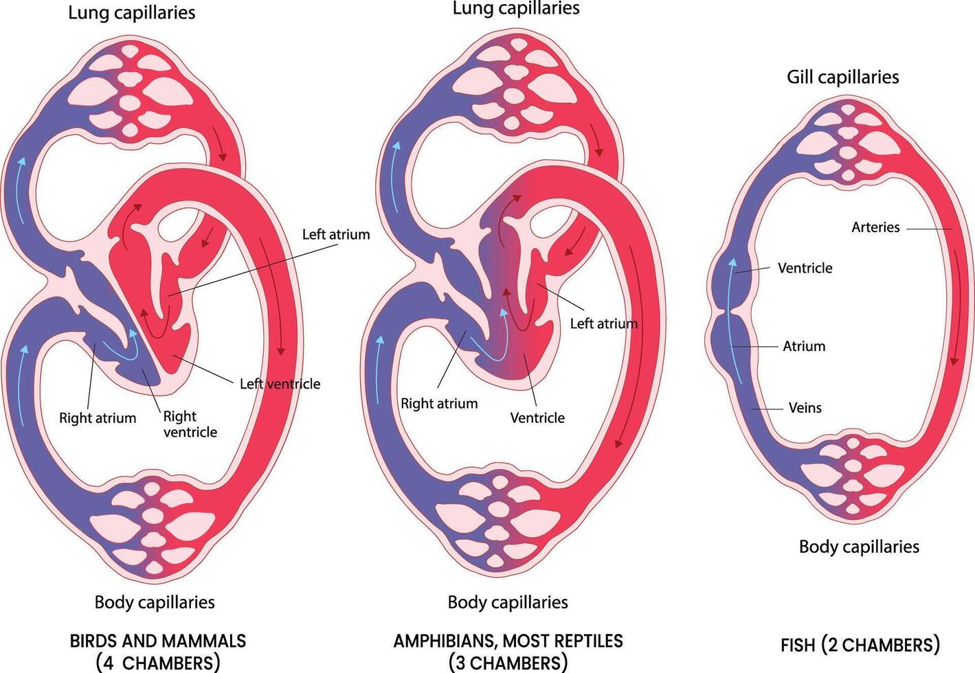 illustration of Vertebrate Cardiovascular Circulation diagram vector