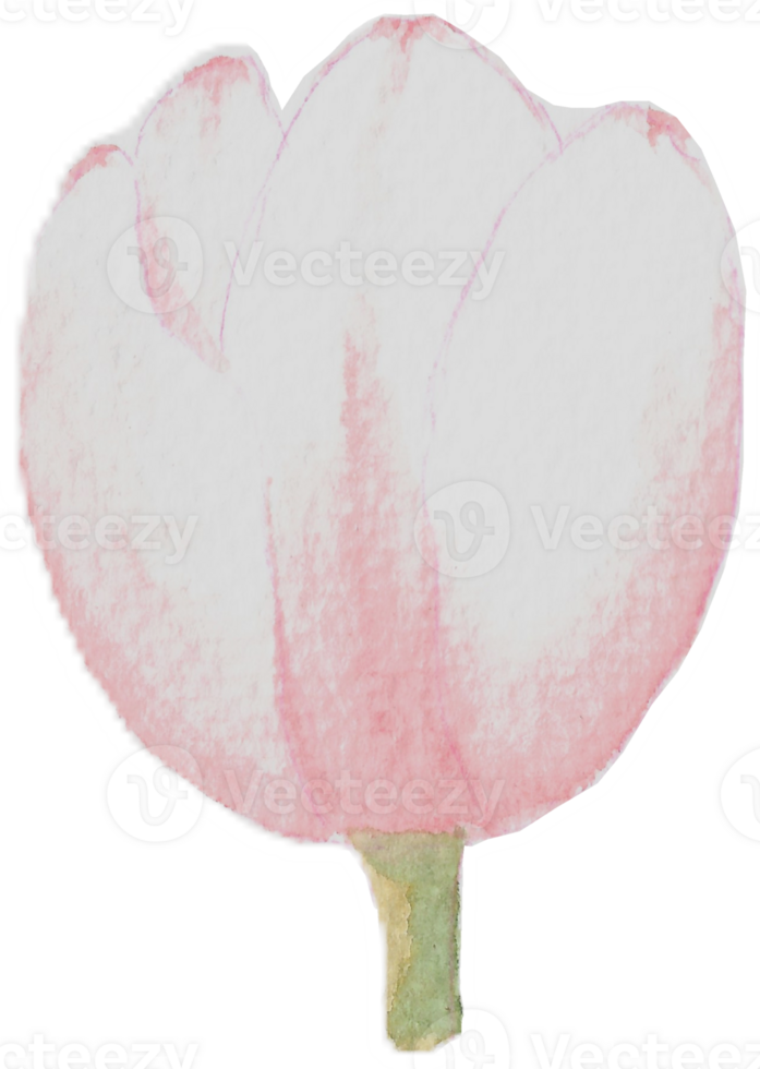 A Light Pink Tulip are painted by hands with watercolor in real fine art style png
