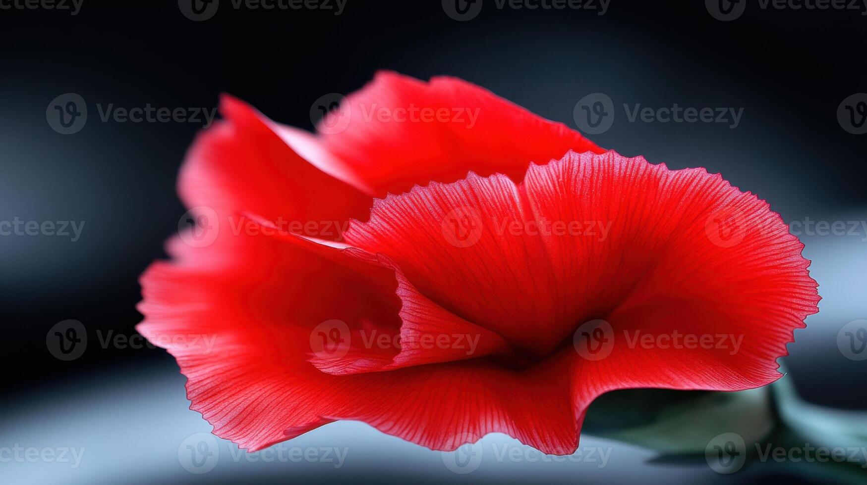 A striking red carnation stands out with its delicate petals. The flower is captured in a close-up, highlighting its rich color and fine details, set against a soft, dark backdrop photo