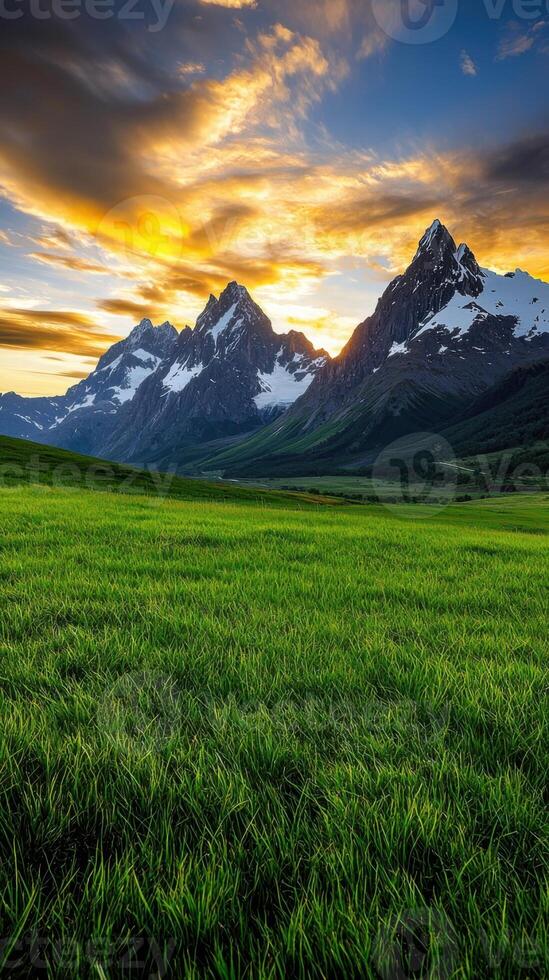A field of green grass photo