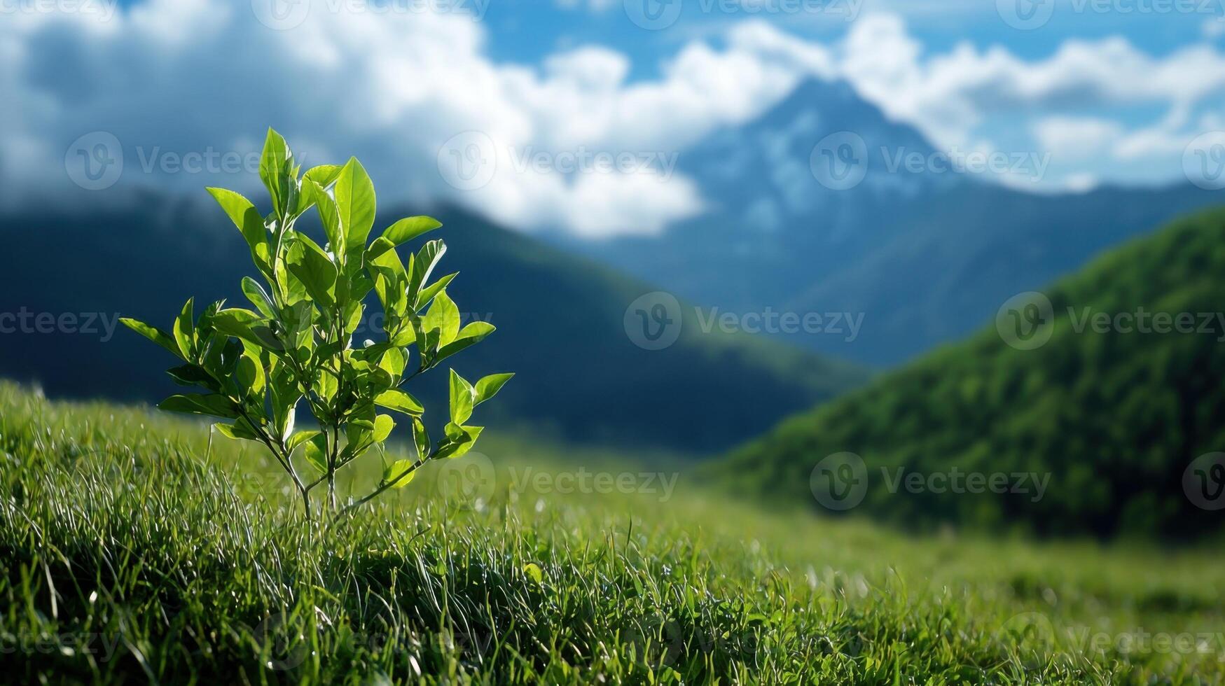 A small tree is growing in the grass on a hillside photo