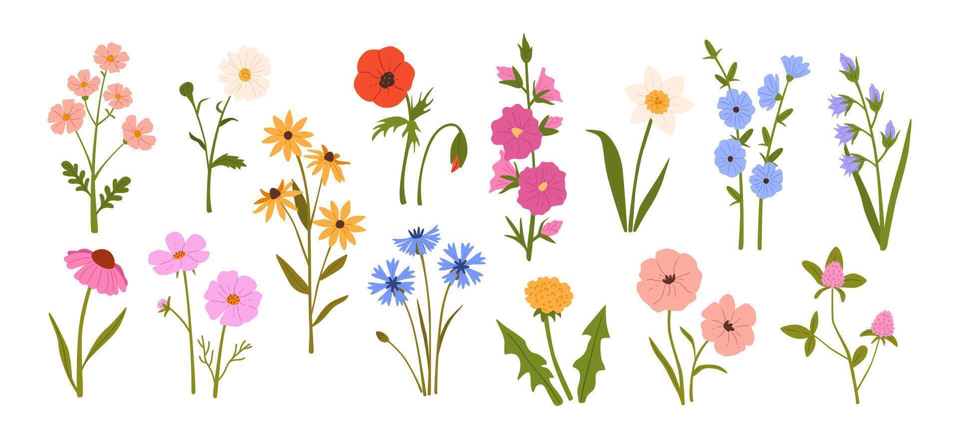Wildflowers. Blooming garden spring and summer flowers. Meadow herbs and field plants. Daisy, poppy and dandelion, chamomile and cornflower. Hand drawn floral set vector