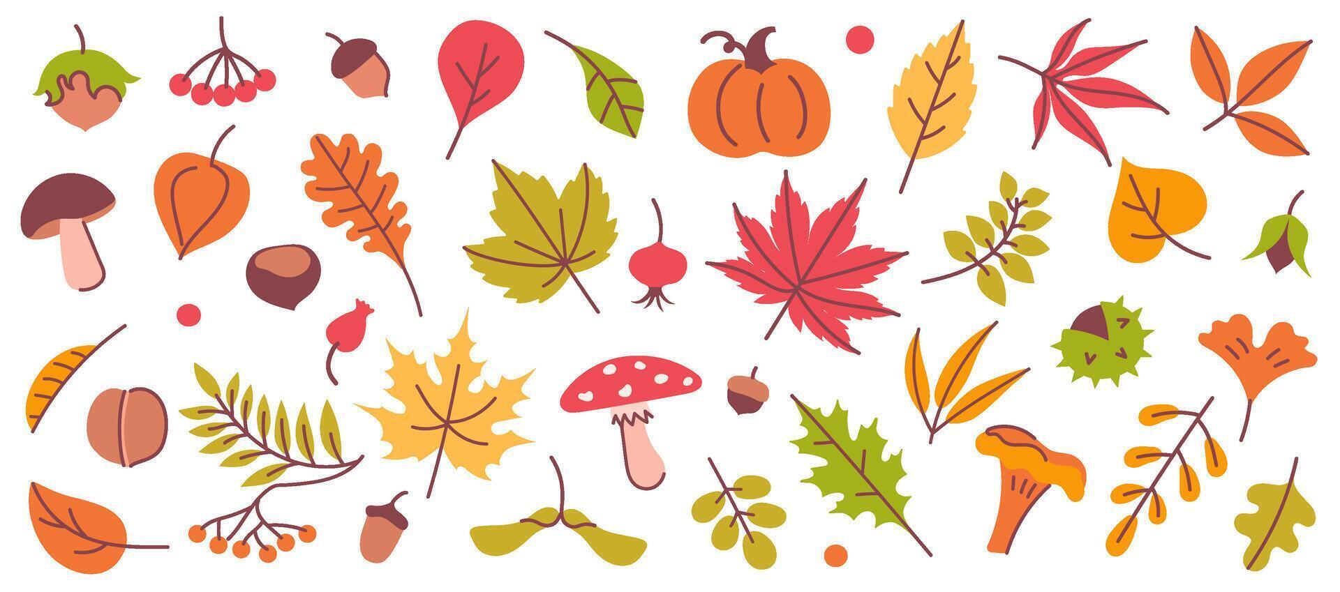 Autumn elements. Leaves, mushroom and acorn, chestnut and pumpkin, berry. Yellow, orange and red, green tree foliage fall season, harvest hand drawn elements. set vector