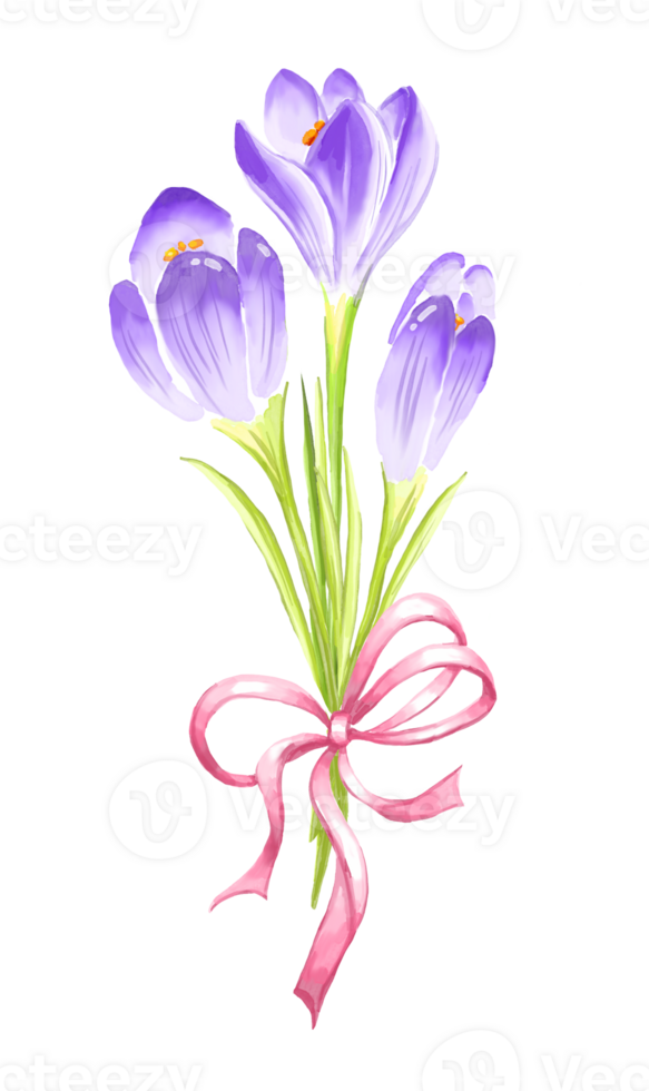 Crocuses bouquet. Watercolour illustration png