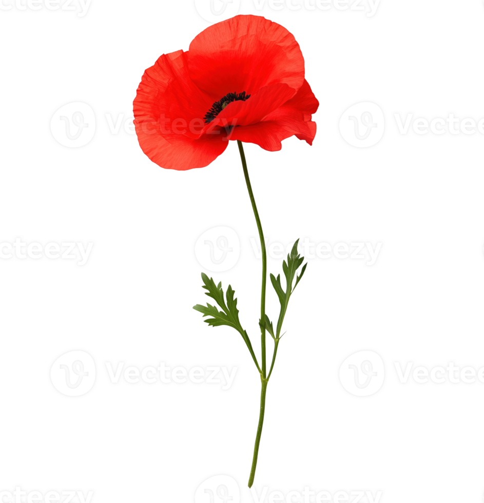 Single red poppy flower on long stem image isolated transparent. Floral papaver rhoeas cut out . Odai bloom. Remembrance. Papaveraceae corn rose cutout element photography png