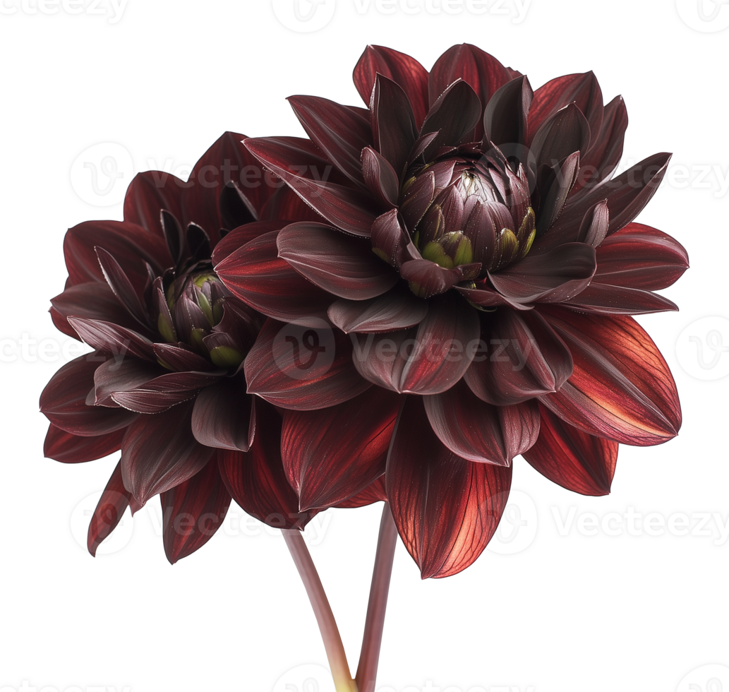 Dark burgundy dahlia flowers with petal textures image isolated transparent. Maroon floral specimen cut out . Blooms. Asteraceae perennial cutout element object photography png