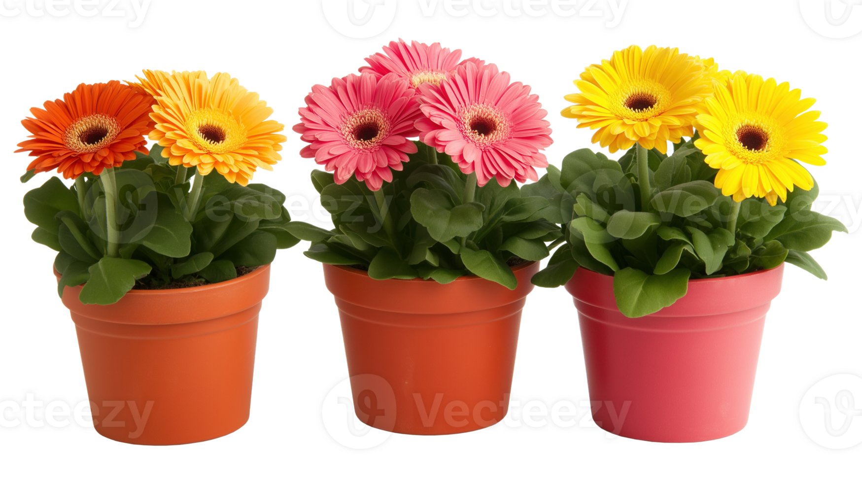 Trio of potted gerbera daisies in orange, pink and yellow image isolated transparent. Transvaal daisies blooms in pots cut out . Flowerpots home decor cutout photography png