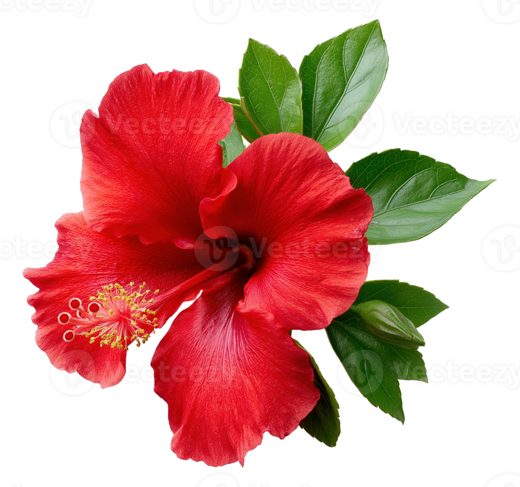 Red hibiscus rosa-sinensis flower in full bloom image isolated transparent. Malvaceae floral cut out . Tropical hawaiian exotic blossom cutout element object photography png